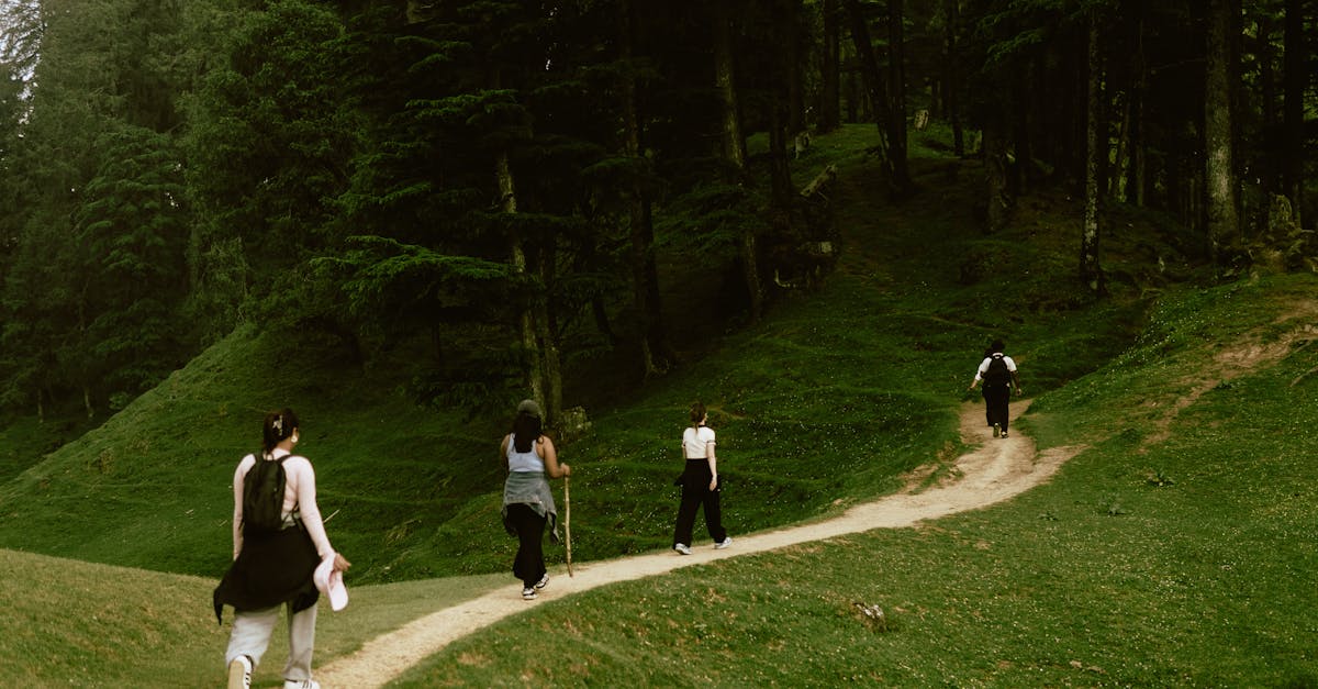 A group of people hiking through a scenic forest trail on a summer day, surrounded by lush greenery.