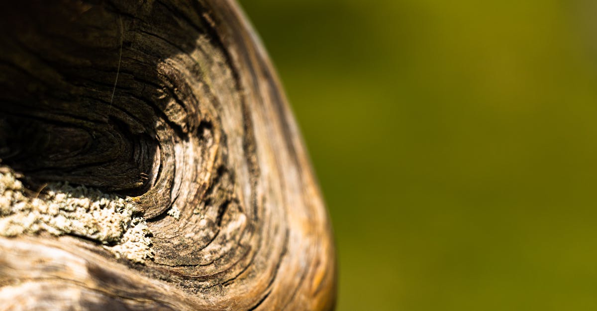 Detailed close-up of weathered tree trunk showing growth rings and texture.