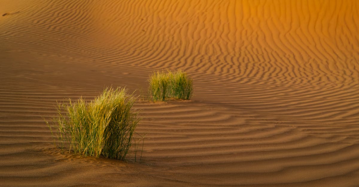 third_section_image_data.image_alt