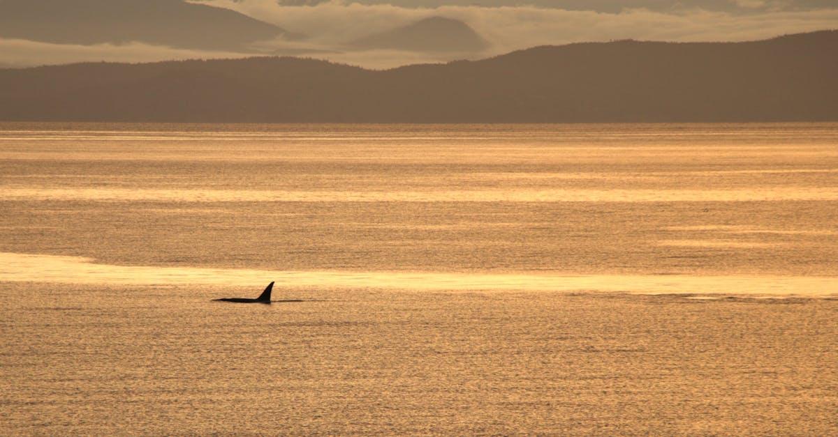 A captivating view of an orca dorsal fin in a shimmering ocean with mountains silhouetted at sunrise.