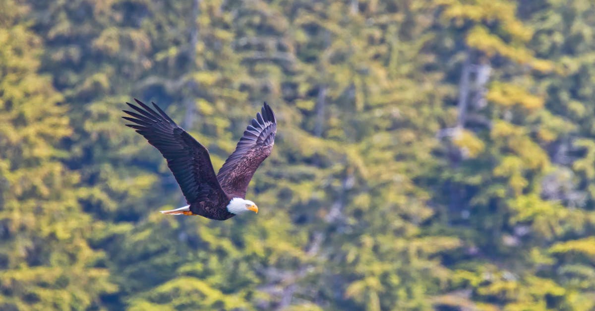 Bald eagle flying gracefully over lush Ucluelet forest in British Columbia, Canada, showcasing nature's beauty.