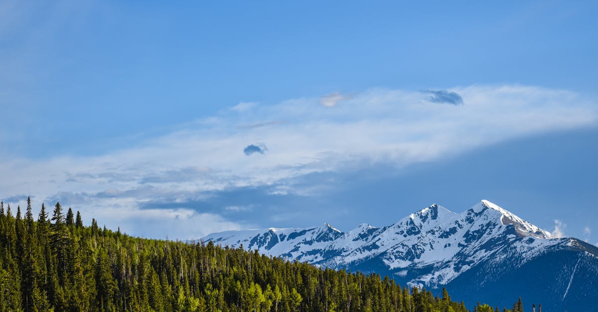Snow-capped peaks and lush green forests under a clear blue sky in Colorado's summer.