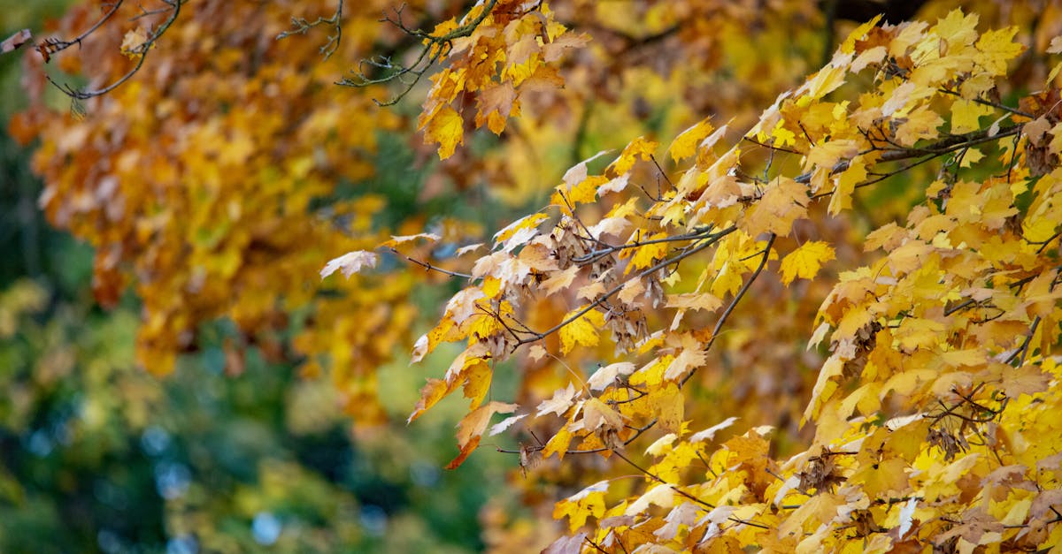 Capture of colorful autumn leaves in Bavaria, showcasing vivid fall colors and natural beauty.