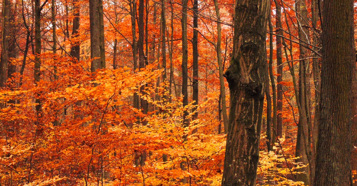 Lush orange and yellow leaves in a tranquil autumn forest, capturing the essence of fall.