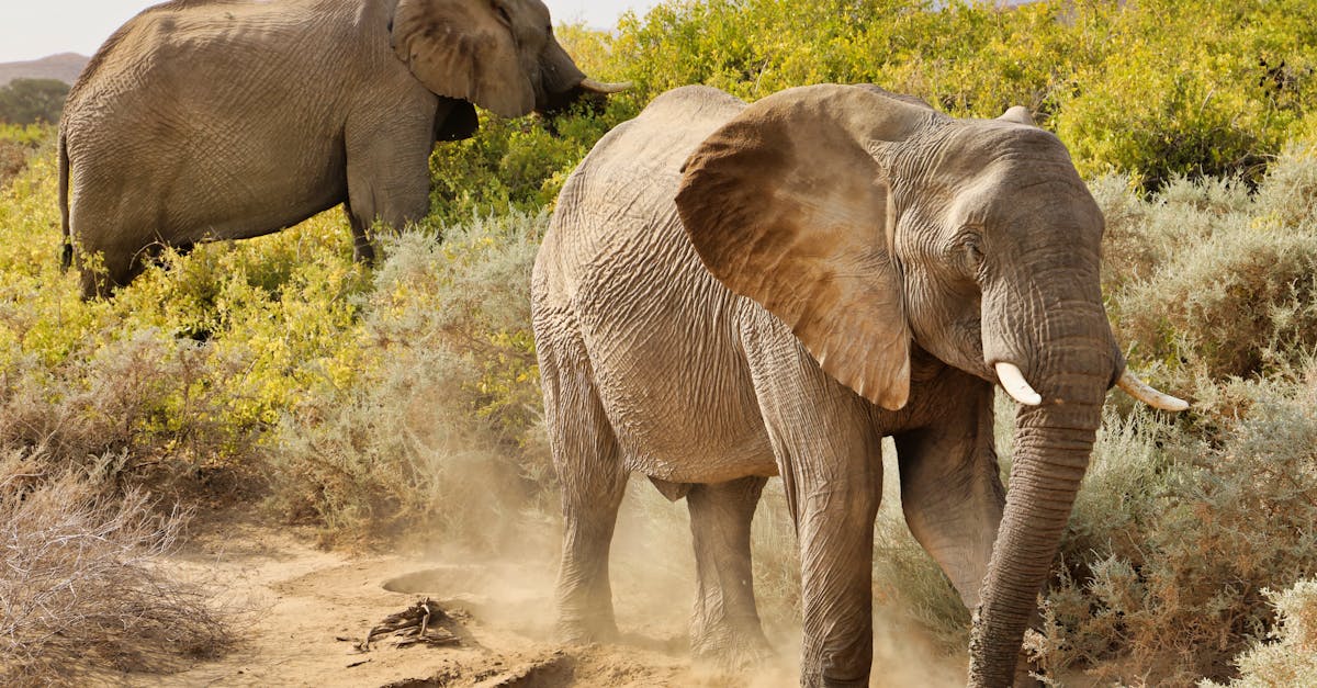 Two African elephants walking through the savannah, highlighting their majestic presence in the wild.