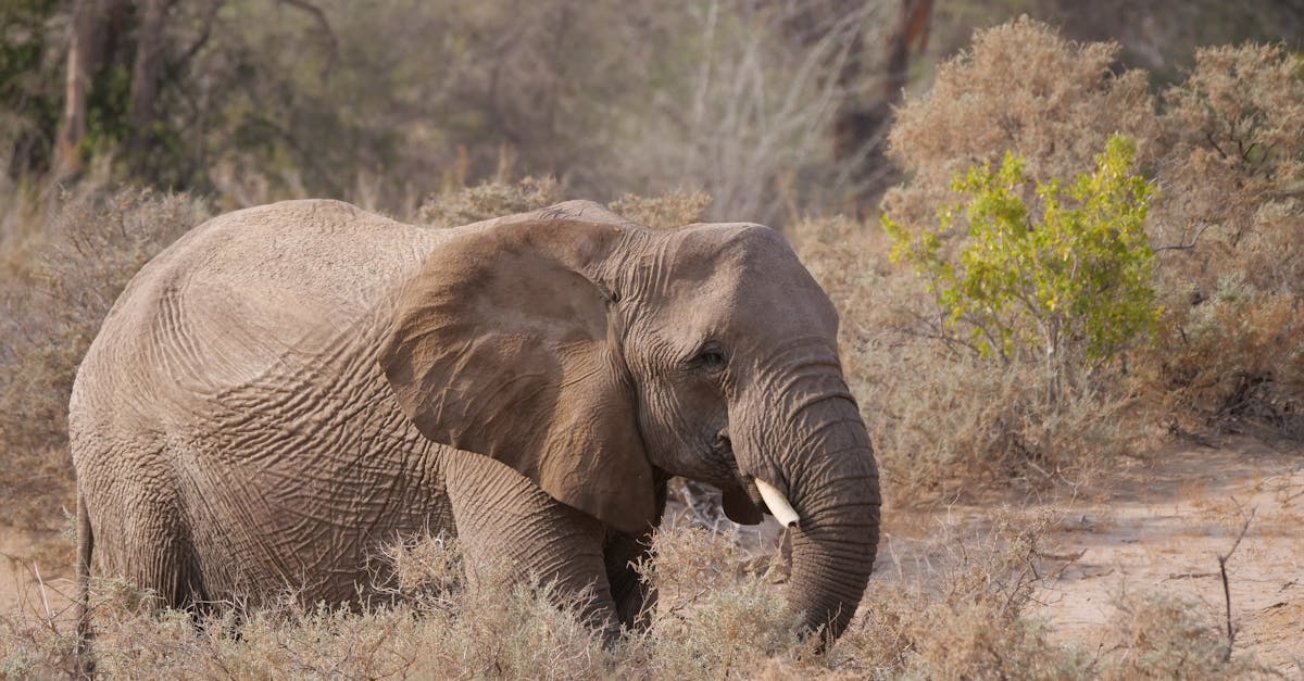 Majestic African elephant strolling through a dry landscape, captured in daylight.