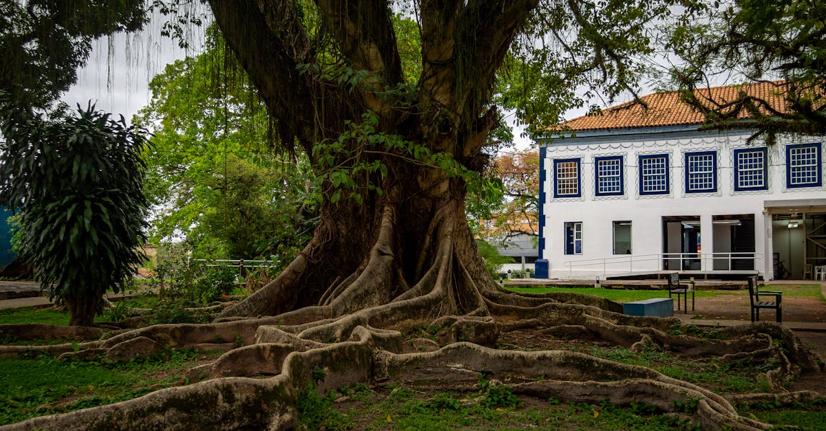 A sprawling tree with exposed roots beside a historical building in a tranquil park setting.