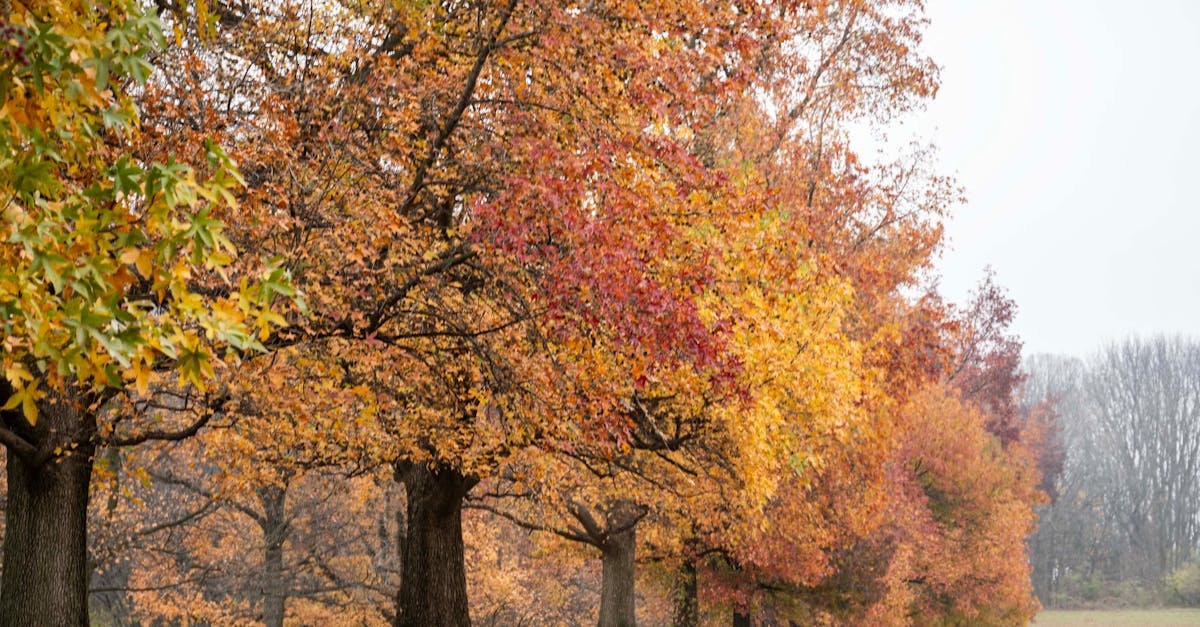 Vibrant autumn foliage with trees in a peaceful park, showcasing fall's beauty.