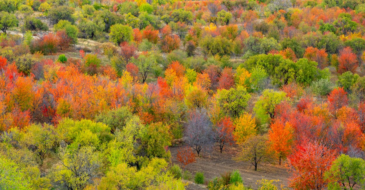 A breathtaking aerial view of a vibrant forest in autumn with multicolored foliage.