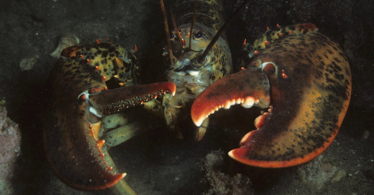 third_section_image_data.image_alt