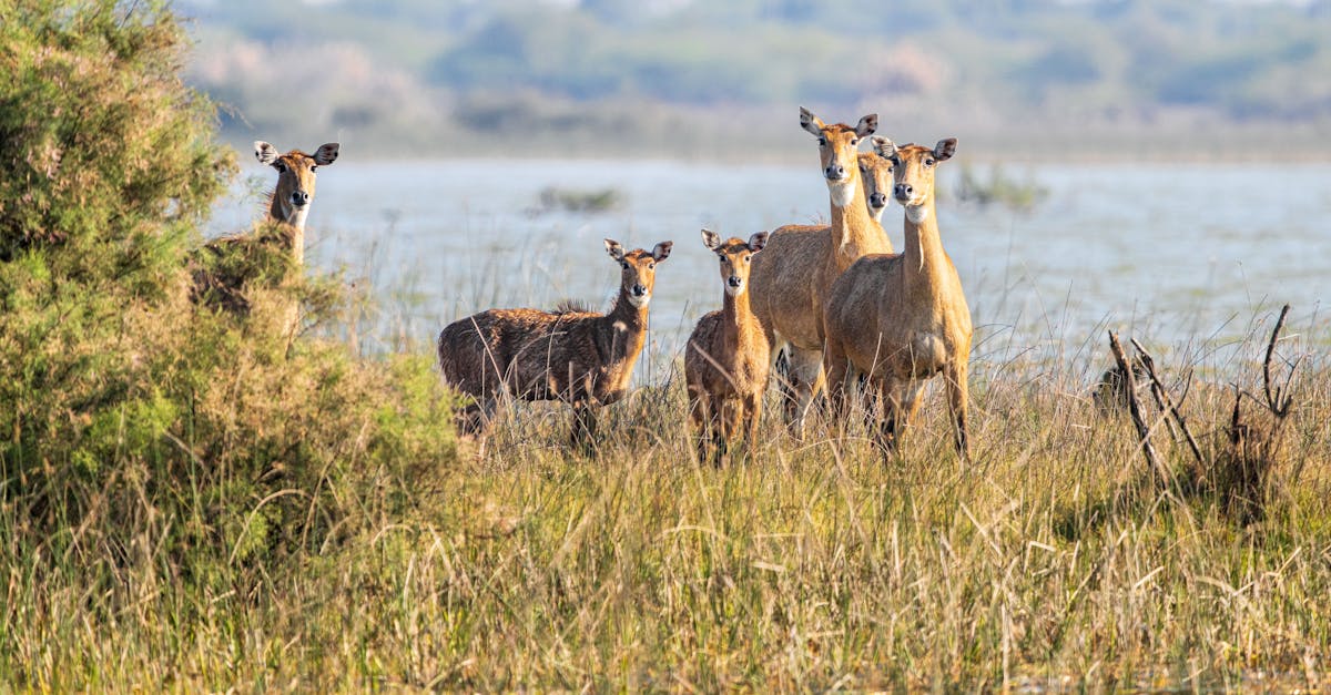 A herd of nilgai (Boselaphus tragocamelus) in their natural wetland habitat at Jamnagar, Gujarat, India.