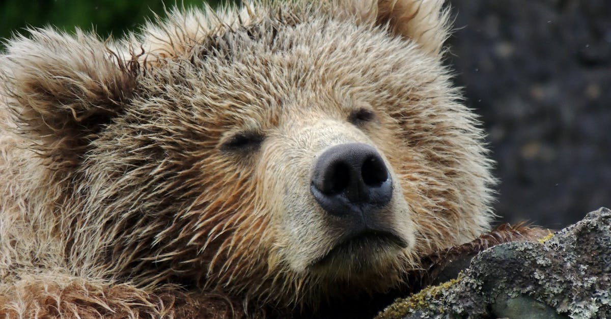 Relaxed grizzly bear resting on rocks, captured in the Alaskan wilderness.