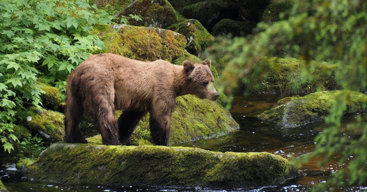 A majestic grizzly bear stands by a lush green forest stream in Wrangell, Alaska, showcasing nature's beauty.