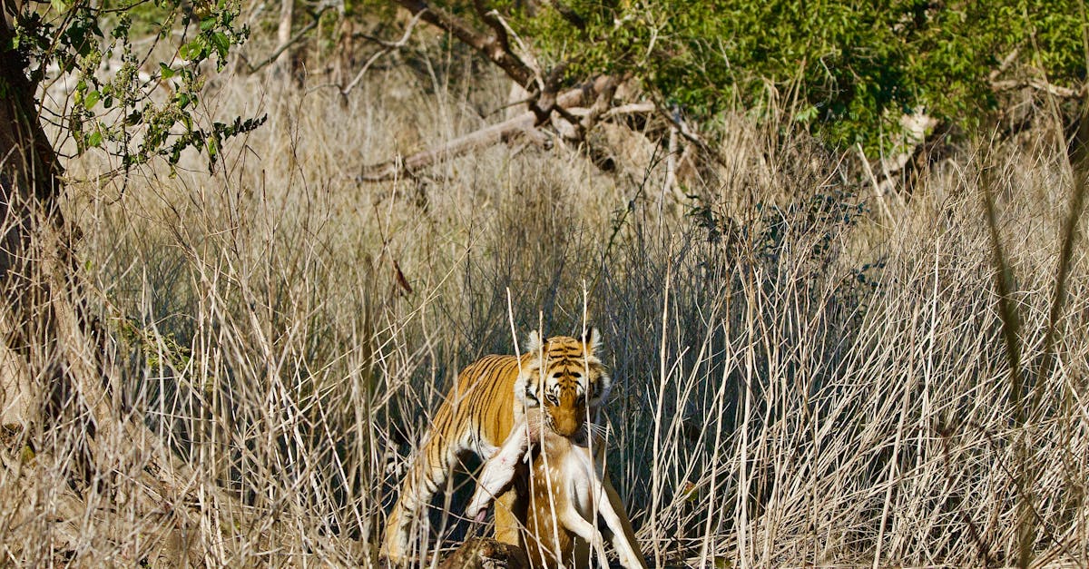 A majestic tiger carrying its prey in the wilds of Dogadda Range, India.