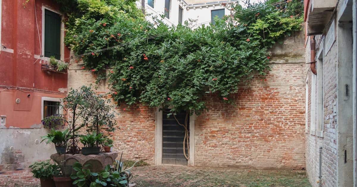 A picturesque courtyard in Venice featuring lush vines and terracotta walls.