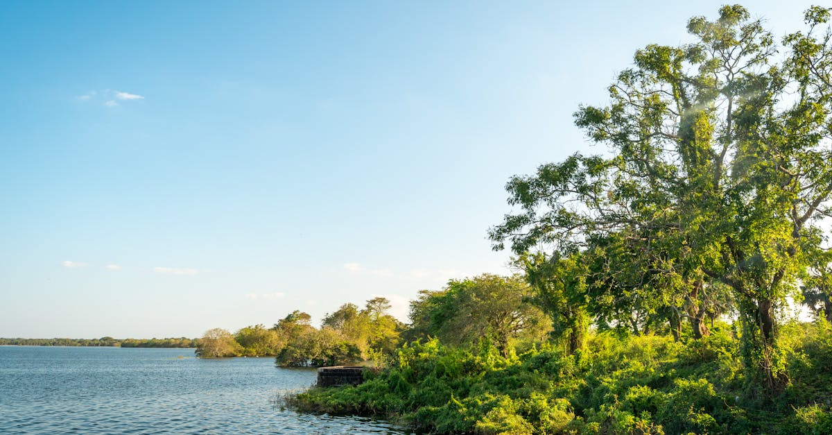 A serene lakeside view with lush greenery in Vavuniya, Northern Province, Sri Lanka.