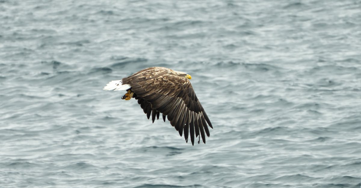 Majestic white-tailed eagle gracefully flying over the ocean near Nuuk, Greenland.