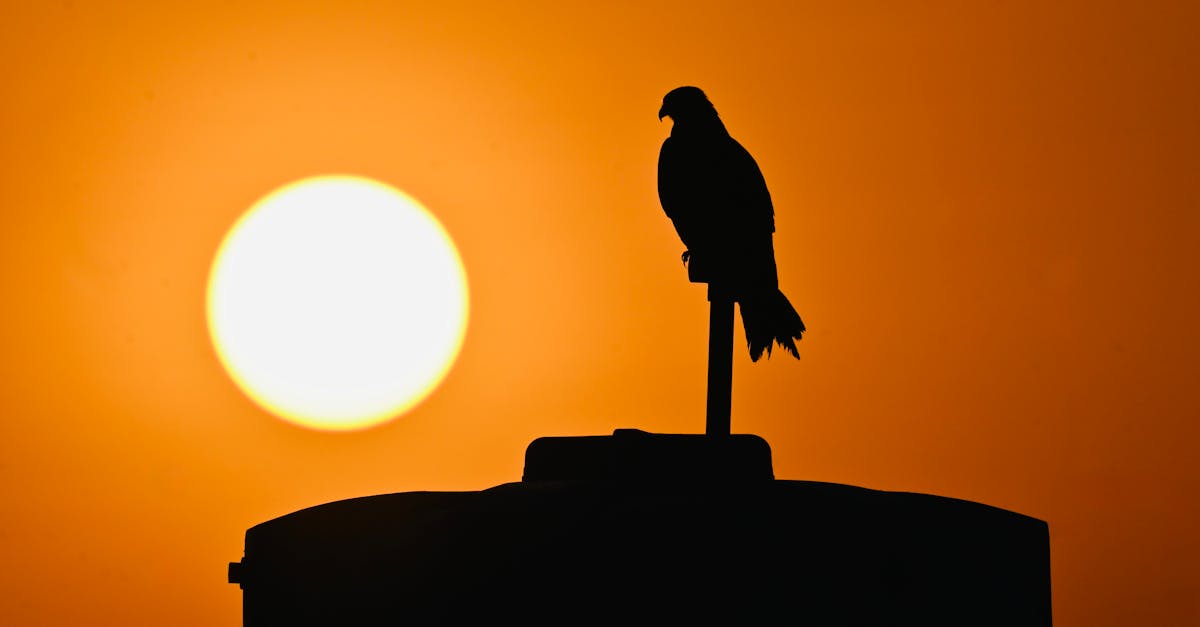 Silhouette of a bird perched with a vibrant orange sunset in Bengaluru, India.