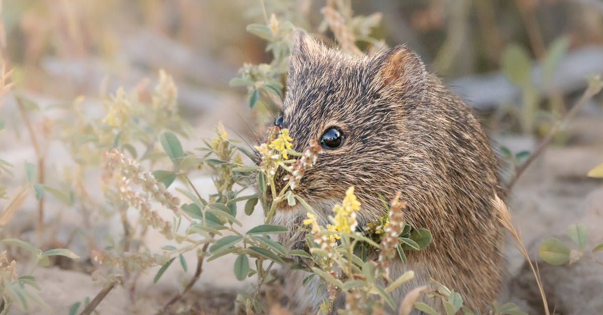 A small brown rodent hiding among foliage in a natural setting, showcasing wildlife behavior.