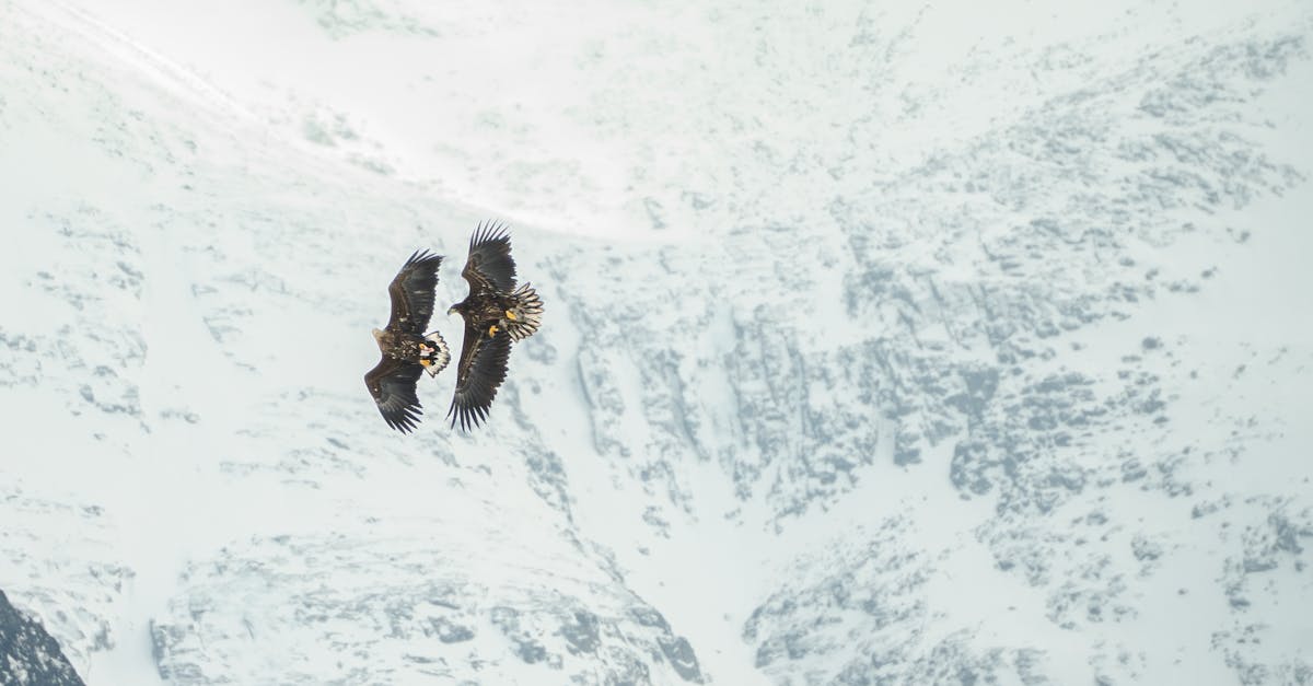 Pair of eagles flying over snow-covered mountains in Nuuk, Greenland.
