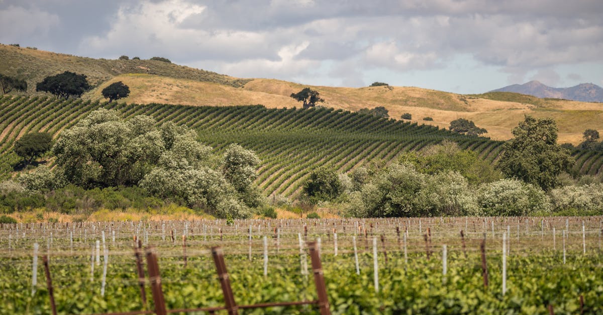 Beautiful Los Alamos vineyard in California's rolling hills under a cloudy sky.