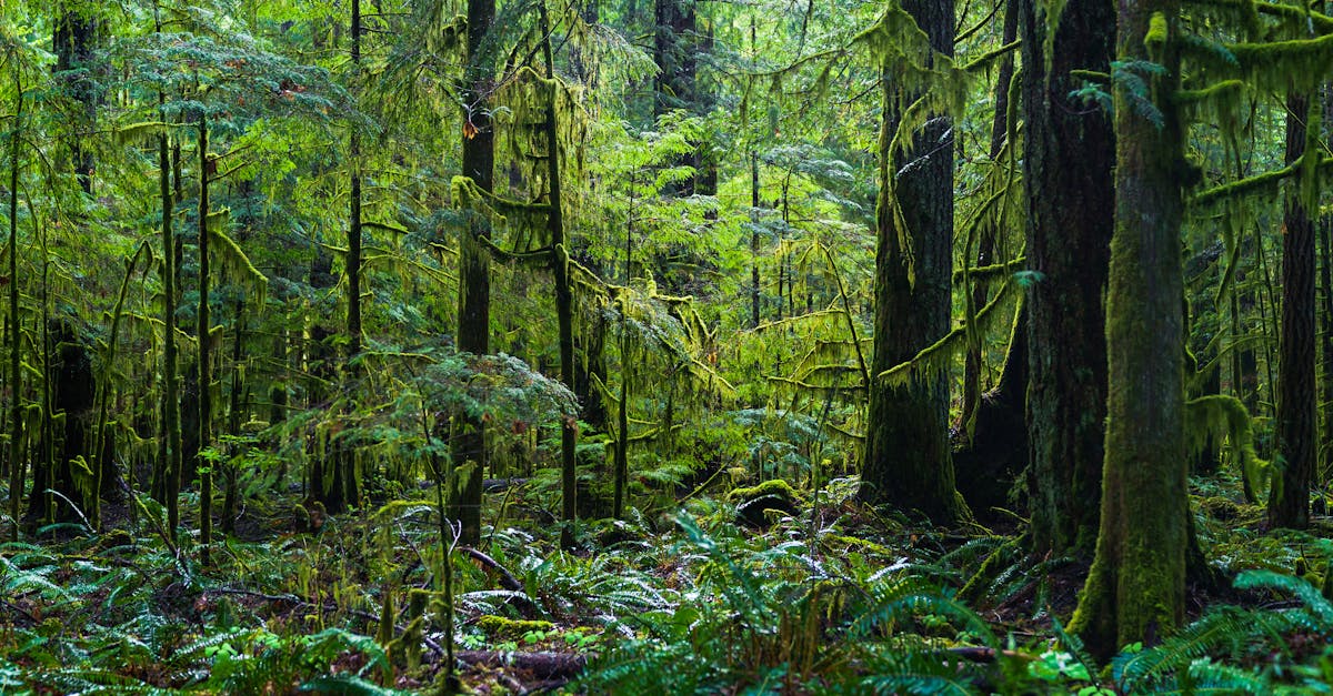 Explore dense, verdant rainforest in BC, Canada, capturing nature's vibrant beauty.