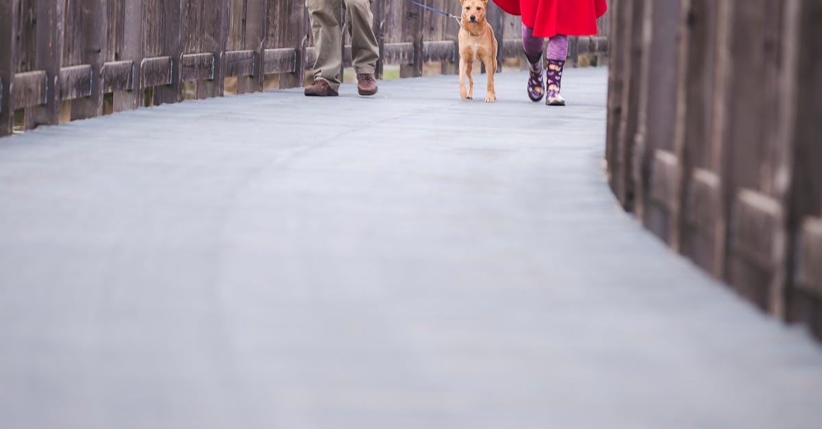 A couple walking their dog on a wooden bridge. Urban lifestyle scene.