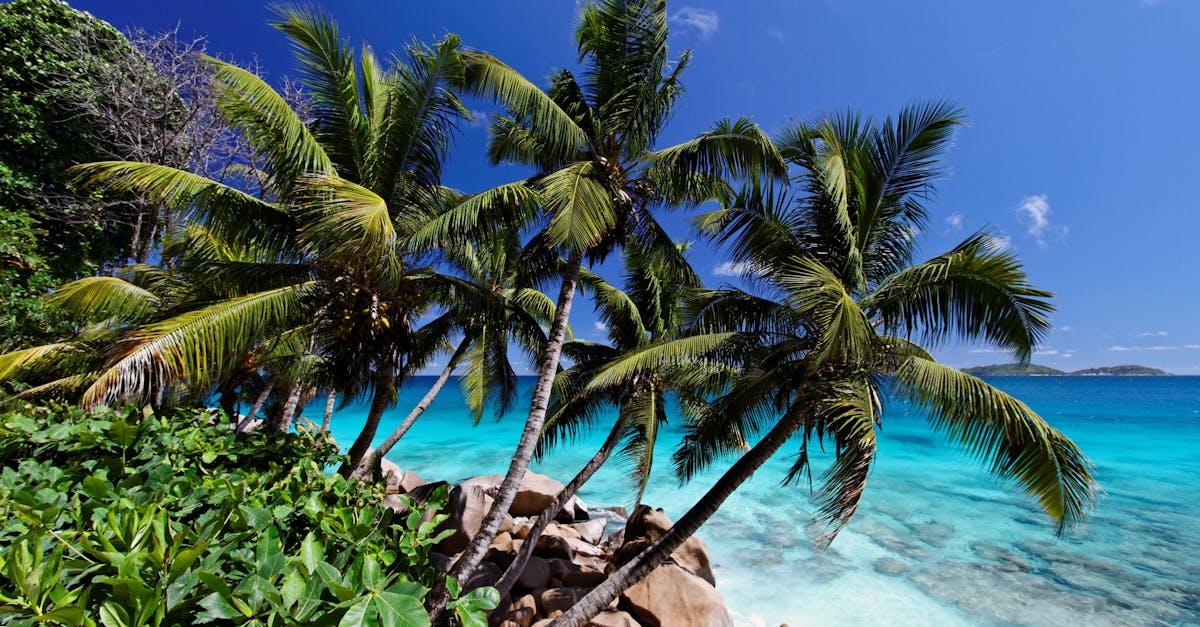 Lush tropical beach in La Digue, Seychelles with coconut palms and turquoise ocean.