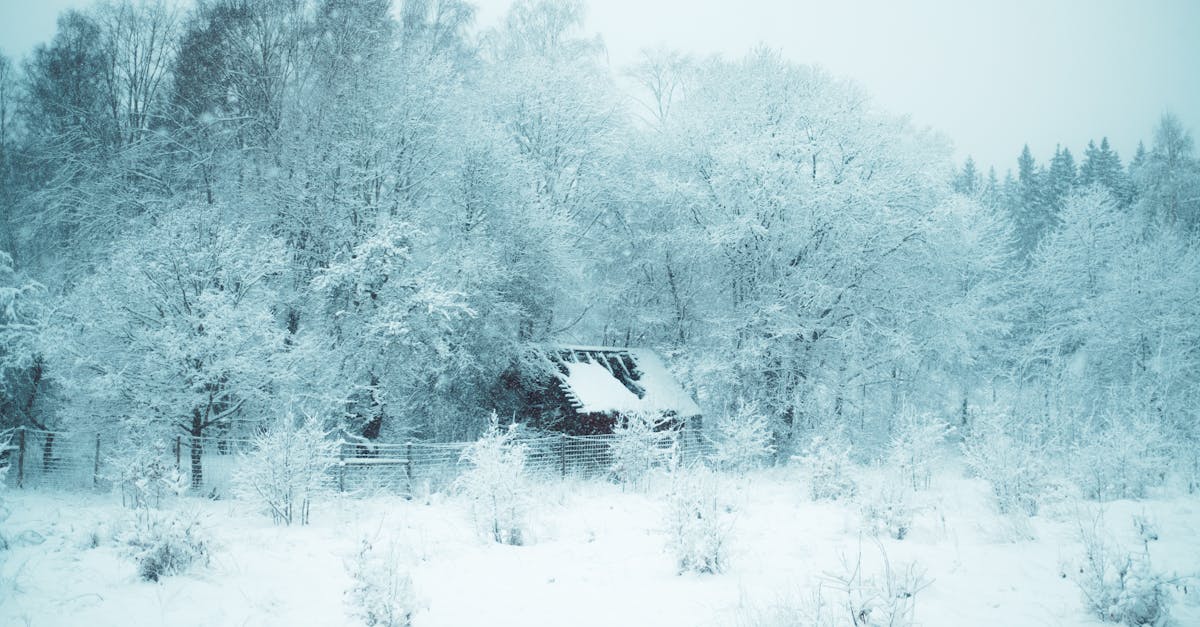A serene winter landscape featuring a snowy forest and a hidden house.