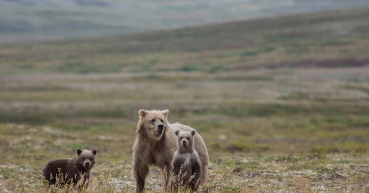 A grizzly bear family roams an open meadow, showcasing wildlife in their natural environment.