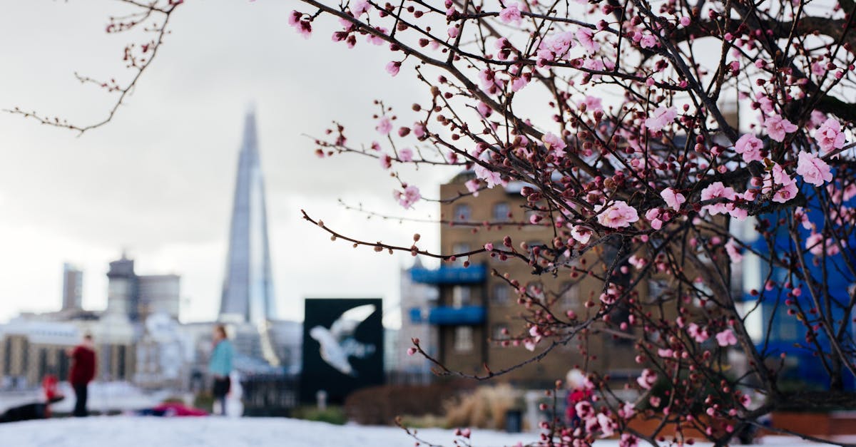 Branches of cherry blossom tree with small pink flowers growing in city against buildings on blurred background in winter time