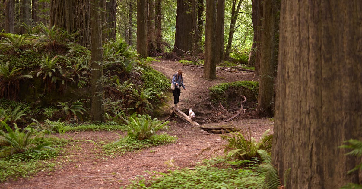 A person walking a dog through a tranquil, lush woodland area, surrounded by trees and ferns.