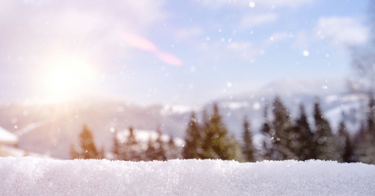 A beautiful winter scene with snow-covered trees under a bright sun.
