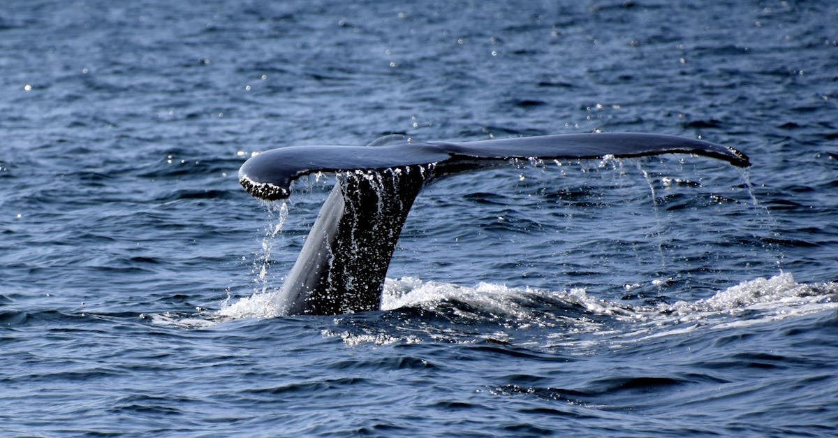 Captivating close-up of a whale's tail in the Atlantic Ocean near Gaspé, Canada.