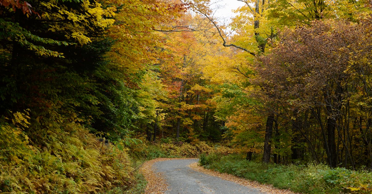 Picturesque autumn pathway winding through colorful Vermont forest, showcasing vibrant fall foliage.